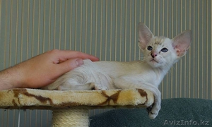 Сиамские котята из питомника