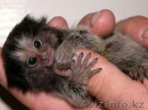 Женский Marmoset обезьяна в продаже #1202183