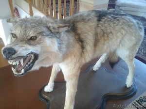 Продам чучело Волка,  срочно #1201176
