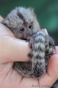 Главная Поднятый Marmoset Обезьяна #1202189