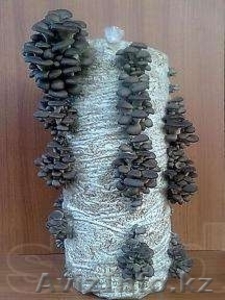 Грибы вешенка,  организую для вас грибную теплицу,  мицелии,  блоки #1204990