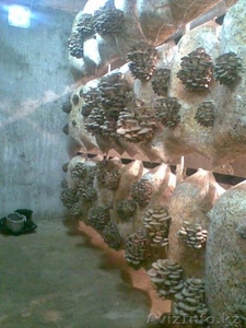 Мицелии вешенки продам #1206216