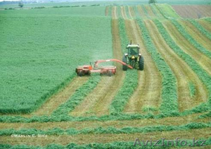 люцерна от компании континенталь семенсез #1207854