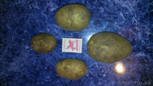 продаю картофель оптом #1200394