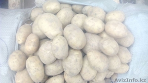 Картофель (оптом) #1208872