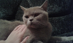 Продам красивых британских котят  #1199465