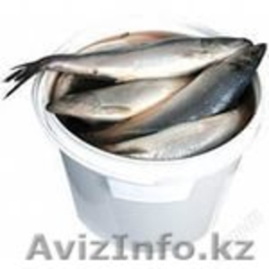 Сельдь. Селедка оптом и в розницу.350 #1199008