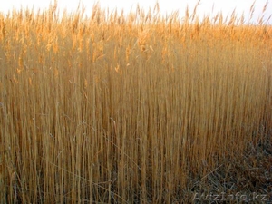 Продам! Дикий,  природный камыш. Отличного качества. Для строительства. #1214562