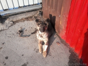 Пропала собака. Вернуть за вознаграждение #1220128