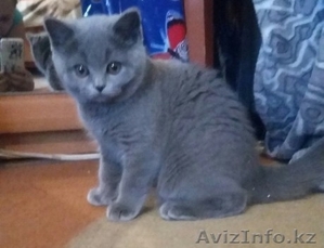 Шотландсткие Кошечки #1214796