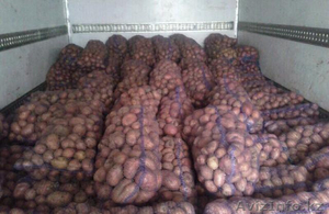 Продажа картошек из Белорусии #1221151