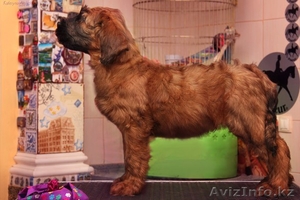 Французская овчарка. Плановые щенки Бриара #1226489