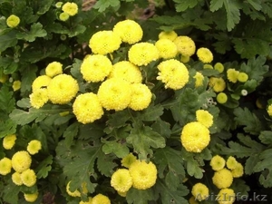 район  Барковское  #1222074