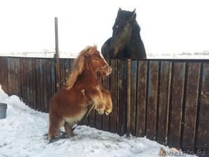 продаю лошадей класс элита! #1222014