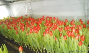 ГОЛЛАНДСКИЕ ТЮЛЬПАНЫ к 8-му МАРТУ #1220490