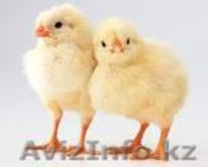 БРОЙЛЕРЫ,  ГУСИ,  УТКИ от Российского производителя- привитые #1218318