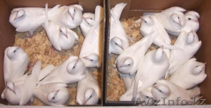 Голуби на Торжество, Выпускной, Свадьбу!!! #1220637