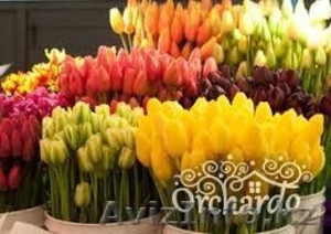 Продаю Тюльпаны к 8 Марта #1224201