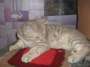Продам британского котенка! #1220778