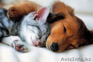 Передержка домашних животных #1226180