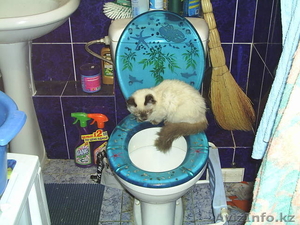 Вызов сантехника в Алматы #1071113