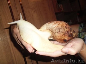 Ахатина -африканская улитка #1224455