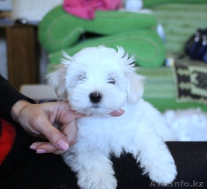  щенки мальтезе #1223012