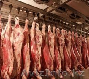 ищем поставщиков мяса туши,  п/туши #1223934