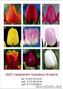 Тюльпаны на 8-е марта Алматы #1221634