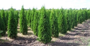 Туя,  Можжевельник. Саженцы #1215465