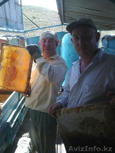 Продам пчел, пакеты или пчелосемьи #1239062