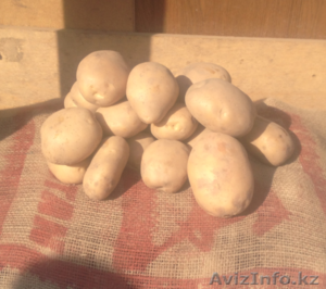 Картофель молодой #1229986