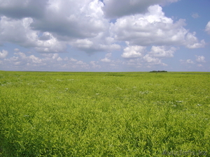 Семена желтого донника #1236369