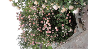 Саженцы старинных английских роз #1228005