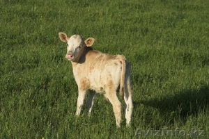 Продажа Теленка #1227247
