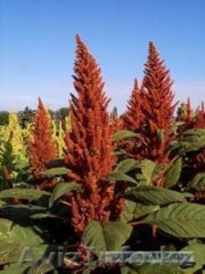 семена амаранта. сорт гелиос #1235127