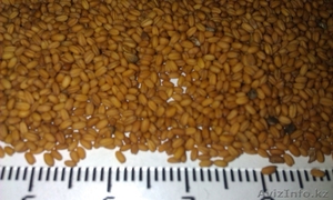 Семена рыжика ярового #1238304