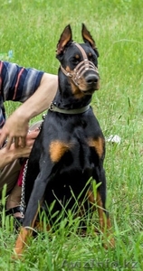 продается доберман #1234714