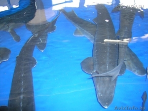 Сибирский осетр свежемороженое  #1232630