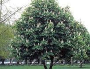 Саженцы каштана #1237281