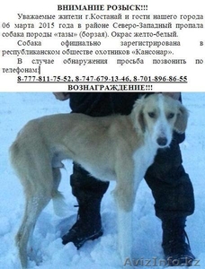 пропала собака. простба оказать помощь #1230834