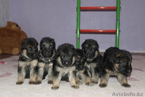 продам Чистокровных Щенков Немецкой Овчарки #1233879