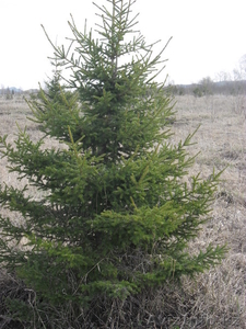 продажа по оптовым ценам саженцев: ель сибирская от 250 тенге #1234735