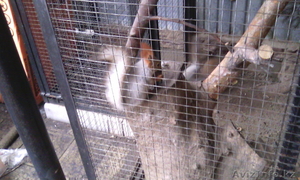 вольеры и клетки #1232154