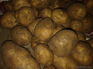 Картофель голландский оптом #1233494