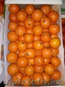 мандарины Морокко #1234452