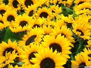 Срочно продам подсолнечник #1229114