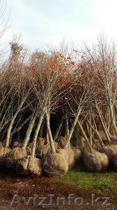 продам саженцы карагач,  тополей,  берез,  джигиды #758870