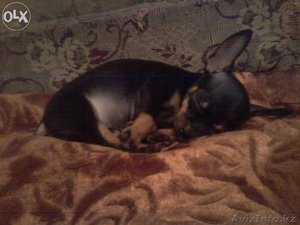 продам той-ТЕРЬЕРА ДЕВОЧКУ #1233541