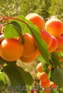 Саженцы абрикоса Краснощекий #1245852
